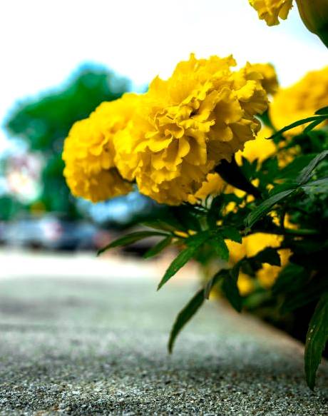 Courier delivering flowers