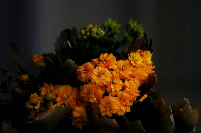 Office floral arrangement